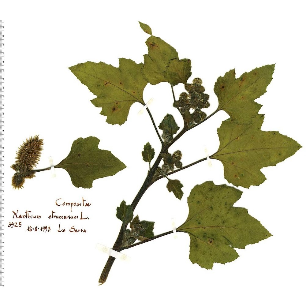 xanthium strumarium l.