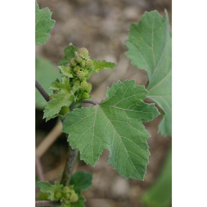 xanthium strumarium l.