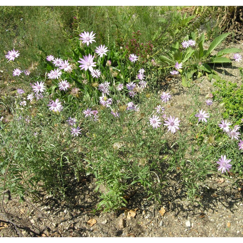 xeranthemum annuum l.