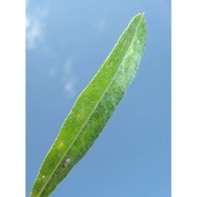 xeranthemum annuum l.