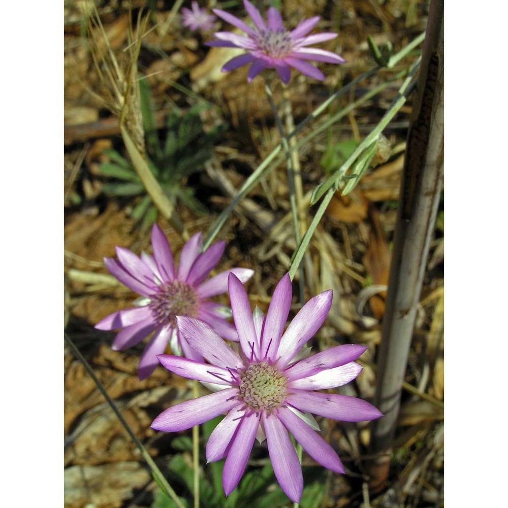 xeranthemum annuum l.