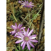 xeranthemum annuum l.