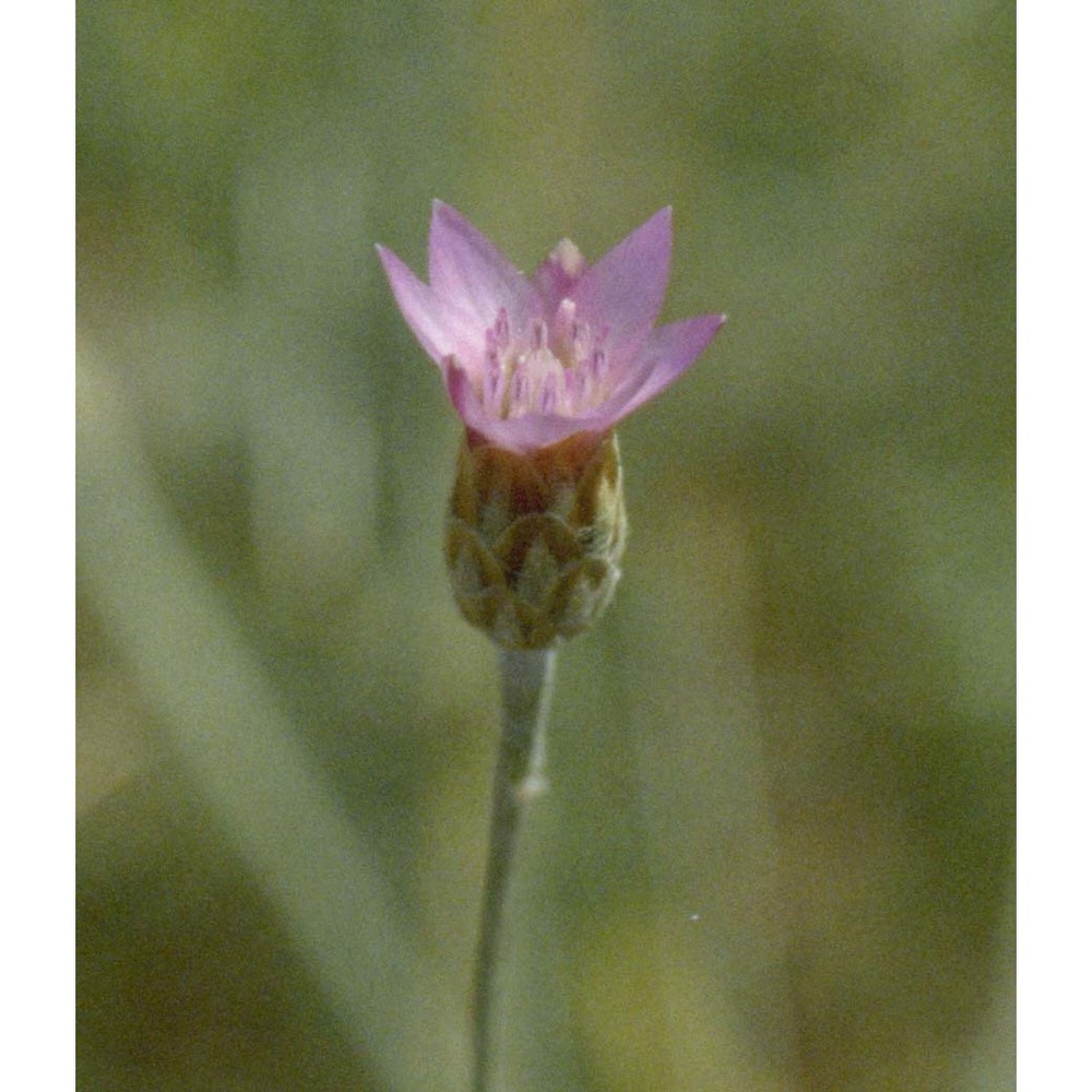 xeranthemum cylindraceum sm.