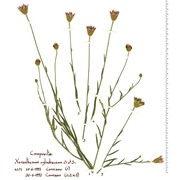 xeranthemum cylindraceum sm.