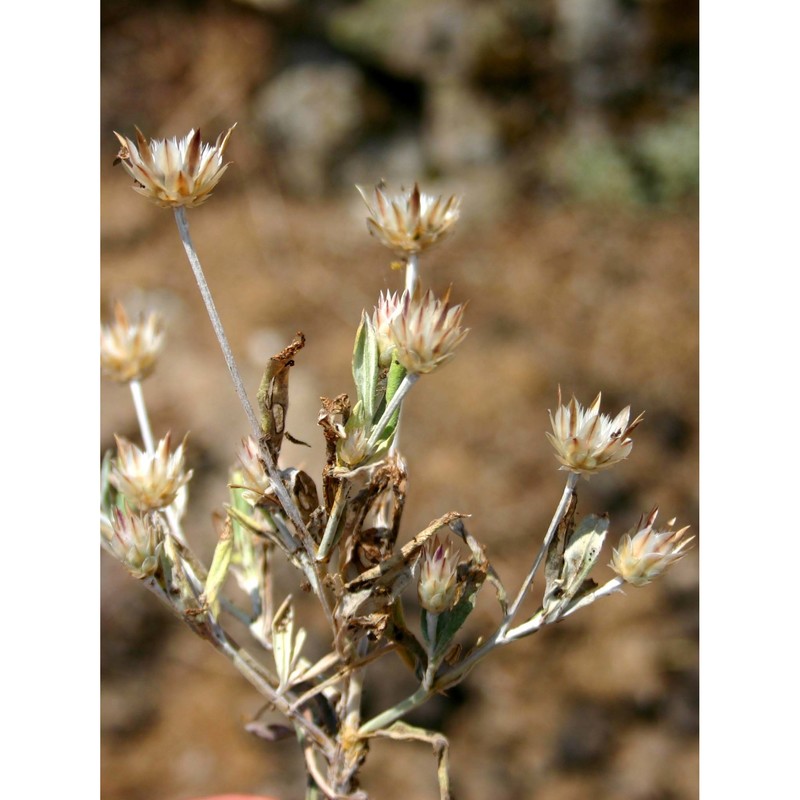 xeranthemum inapertum (l.) mill.