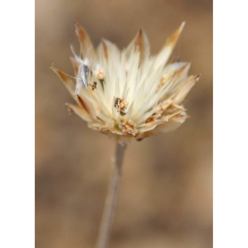 xeranthemum inapertum (l.) mill.