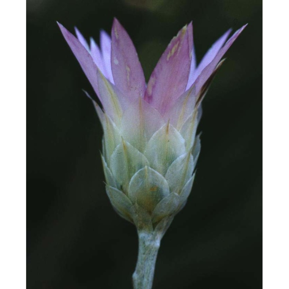 xeranthemum inapertum (l.) mill.