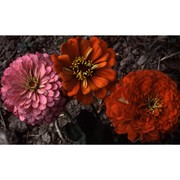 zinnia elegans jacq.