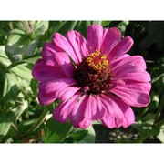 zinnia elegans jacq.