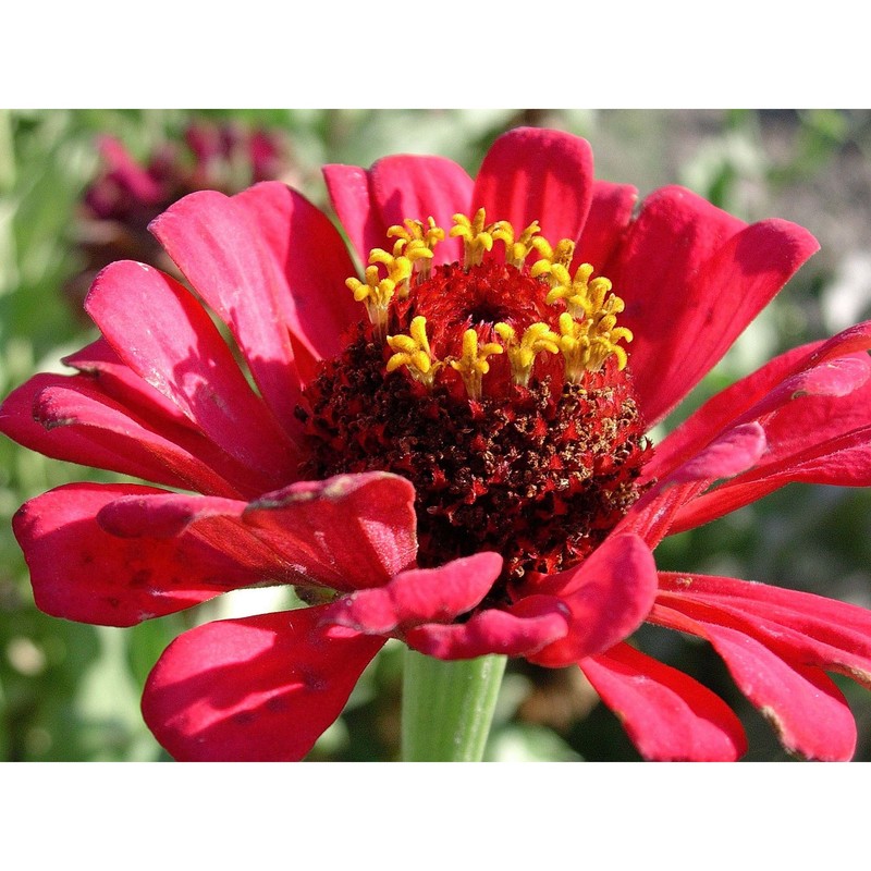 zinnia elegans jacq.