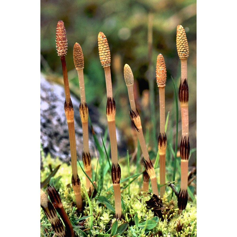 equisetum arvense l.