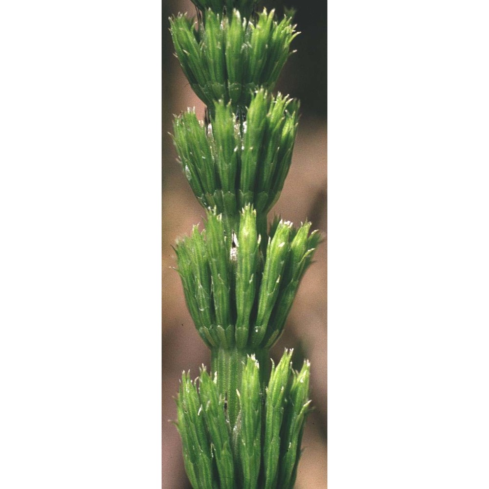 equisetum arvense l.