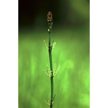 equisetum fluviatile l.