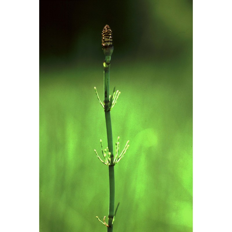 equisetum fluviatile l.