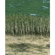equisetum fluviatile l.