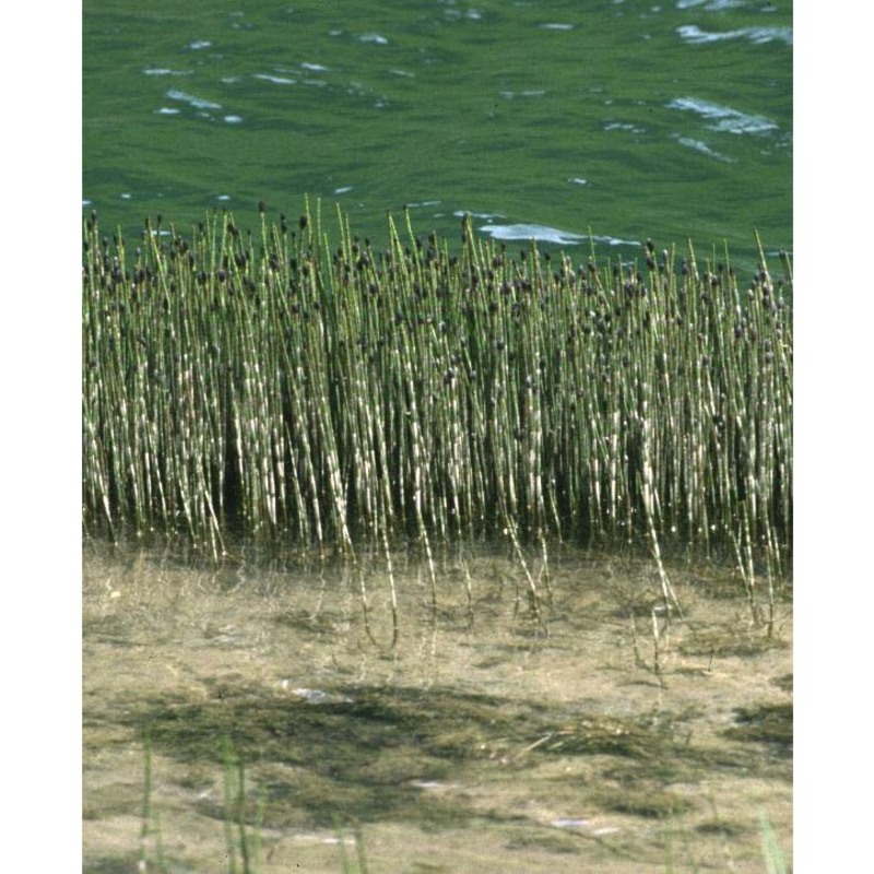 equisetum fluviatile l.