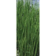 equisetum fluviatile l.