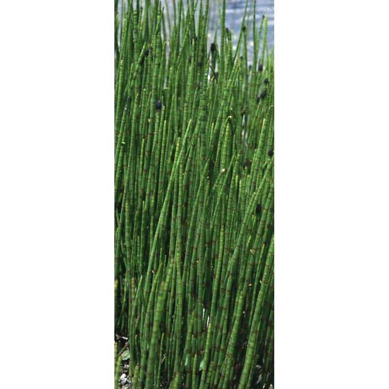 equisetum fluviatile l.