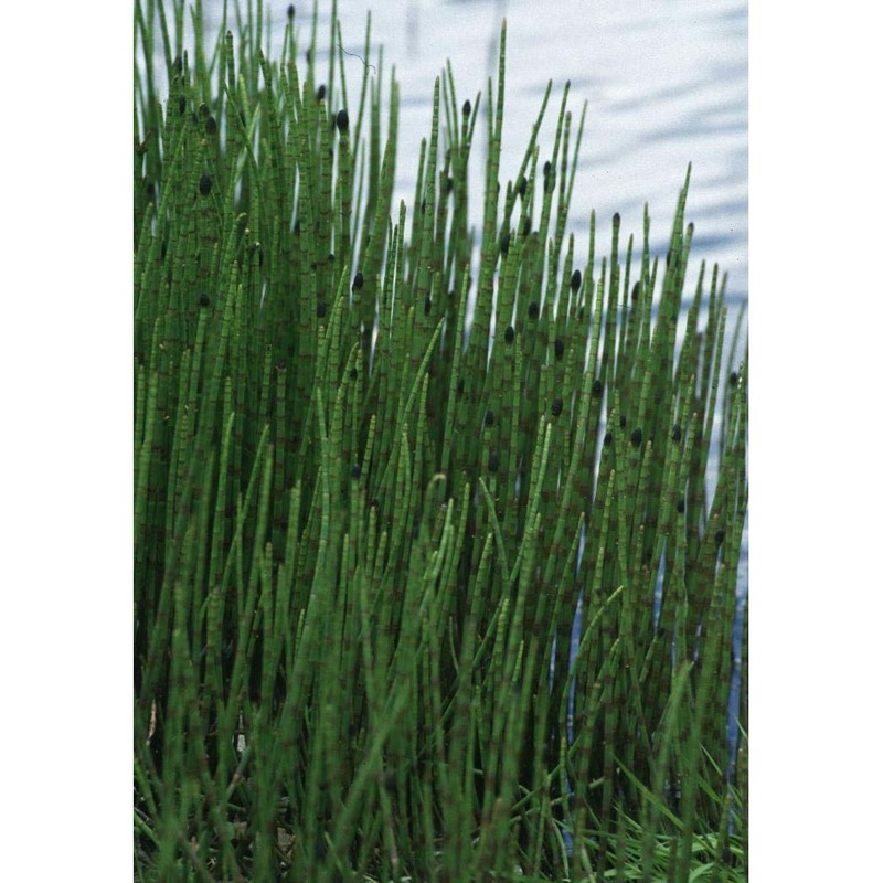 equisetum fluviatile l.