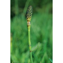 equisetum palustre l.