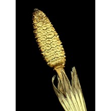 equisetum pratense ehrh.