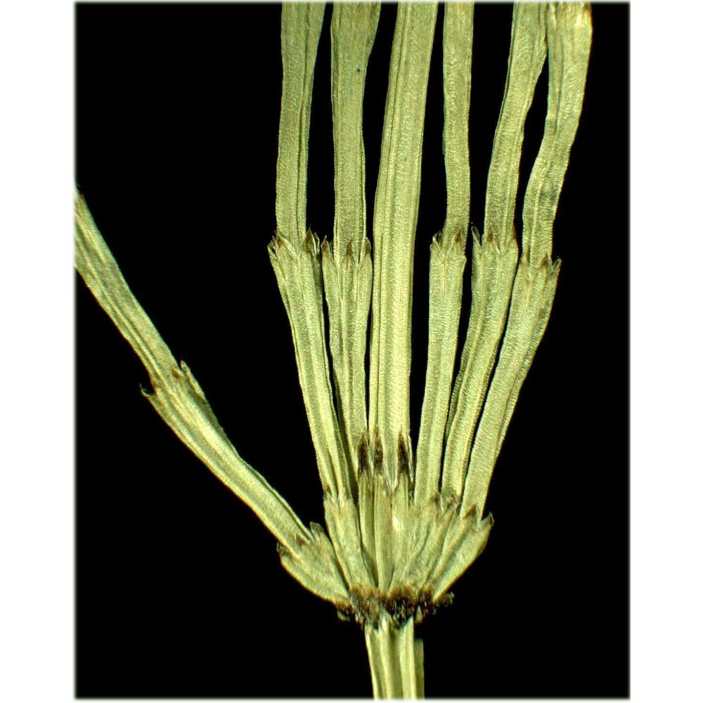 equisetum pratense ehrh.