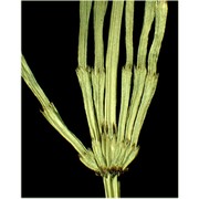 equisetum pratense ehrh.