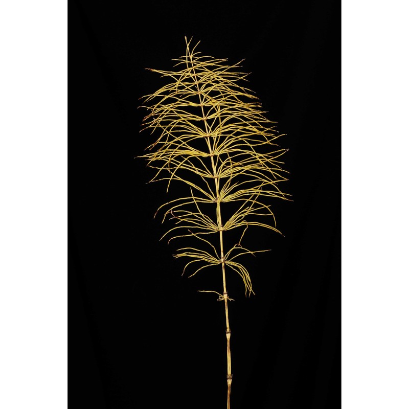 equisetum pratense ehrh.