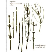 equisetum ramosissimum desf.