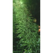 equisetum sylvaticum l.