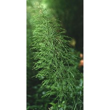 equisetum sylvaticum l.
