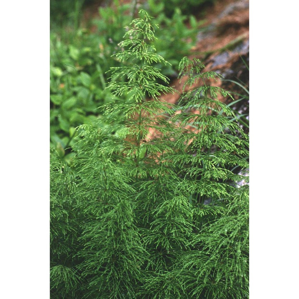 equisetum sylvaticum l.