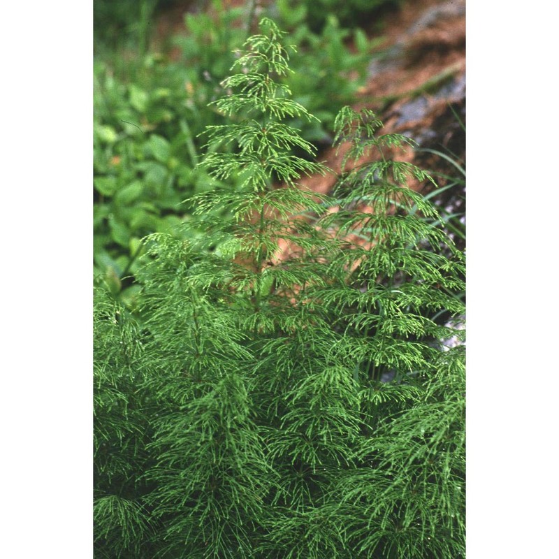 equisetum sylvaticum l.