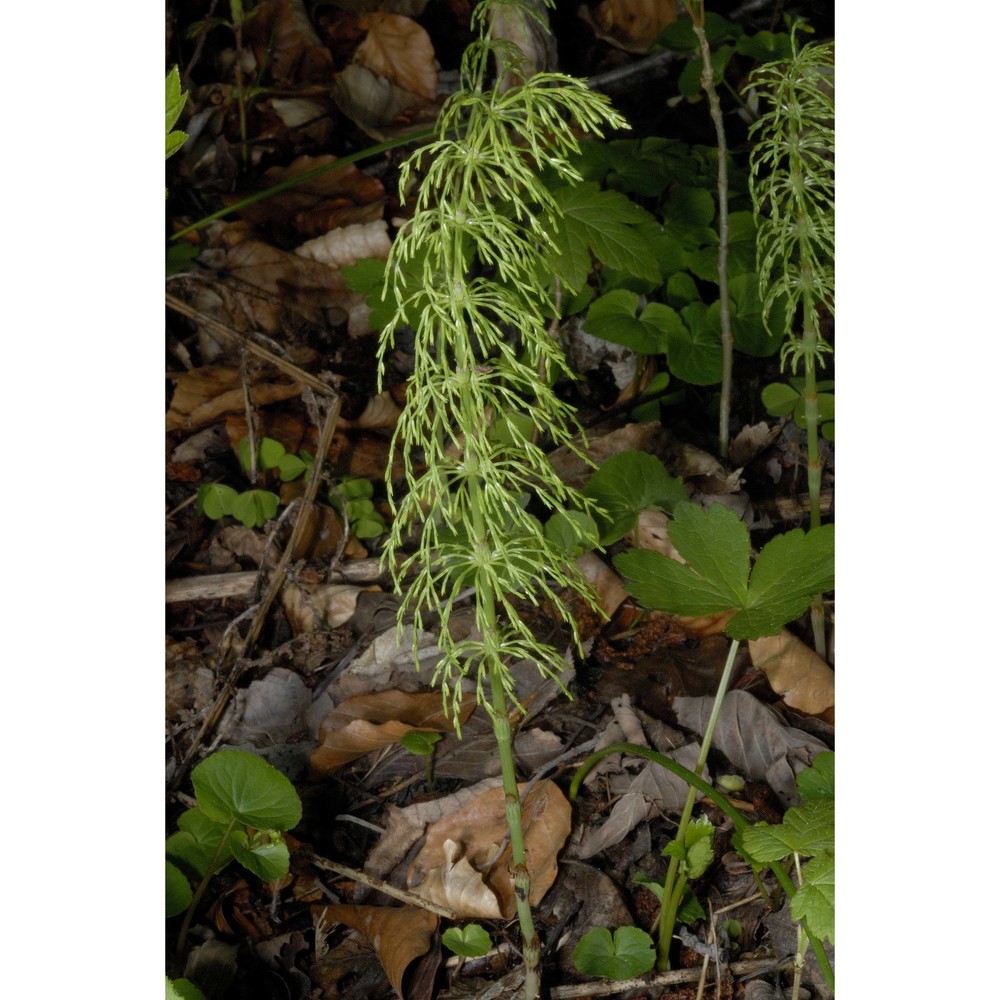 equisetum sylvaticum l.
