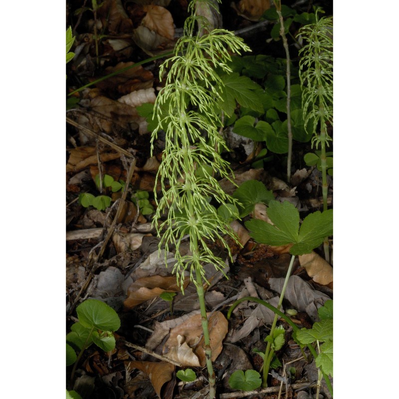 equisetum sylvaticum l.