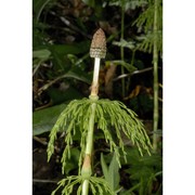 equisetum sylvaticum l.