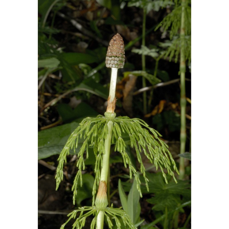 equisetum sylvaticum l.