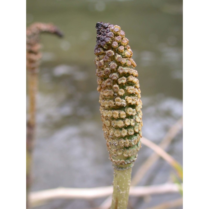 equisetum telmateia ehrh.