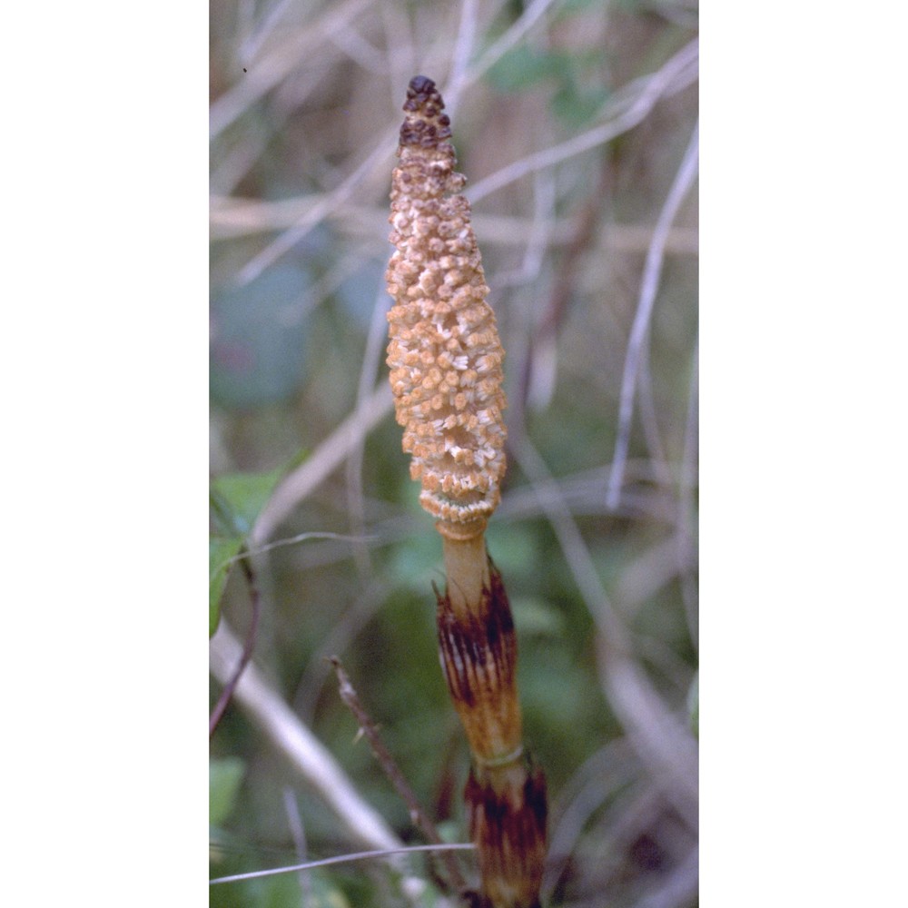 equisetum telmateia ehrh.