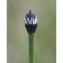 equisetum variegatum schleich.