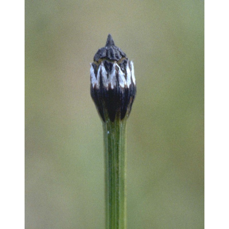equisetum variegatum schleich.