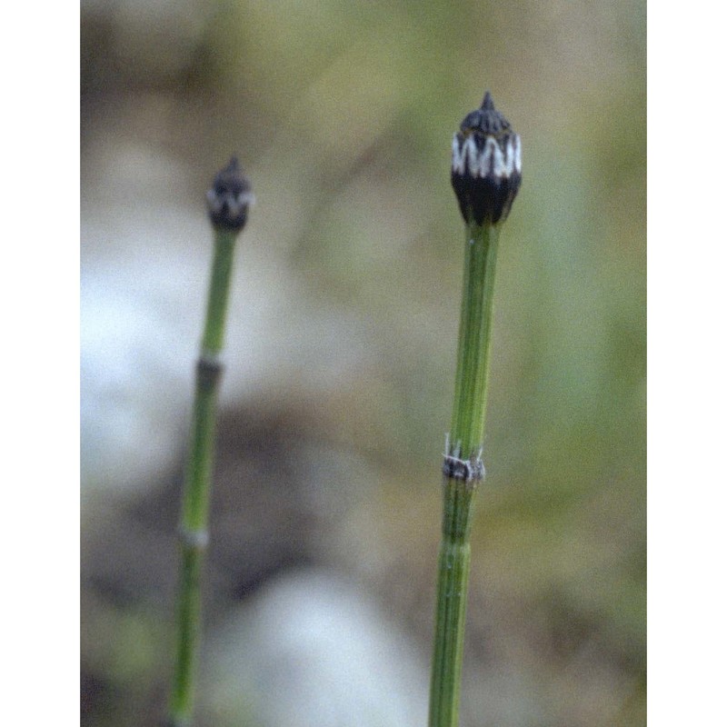equisetum variegatum schleich.