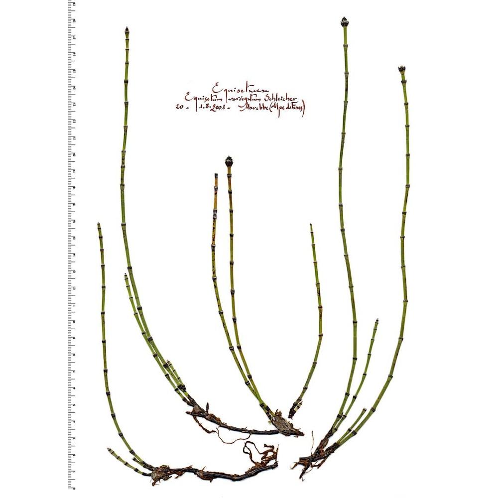 equisetum variegatum schleich.