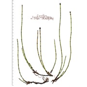 equisetum variegatum schleich.
