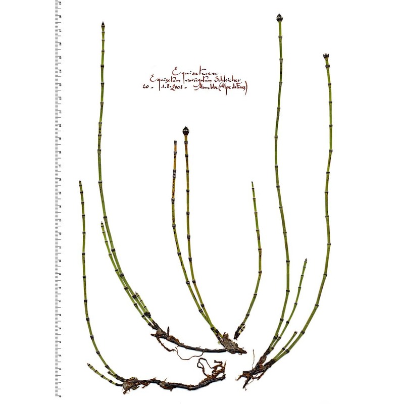 equisetum variegatum schleich.