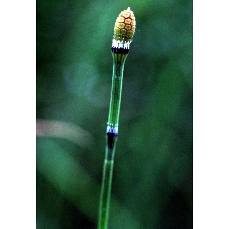 equisetum variegatum schleich.