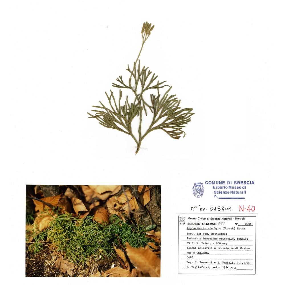 diphasiastrum tristachyum (pursh) holub