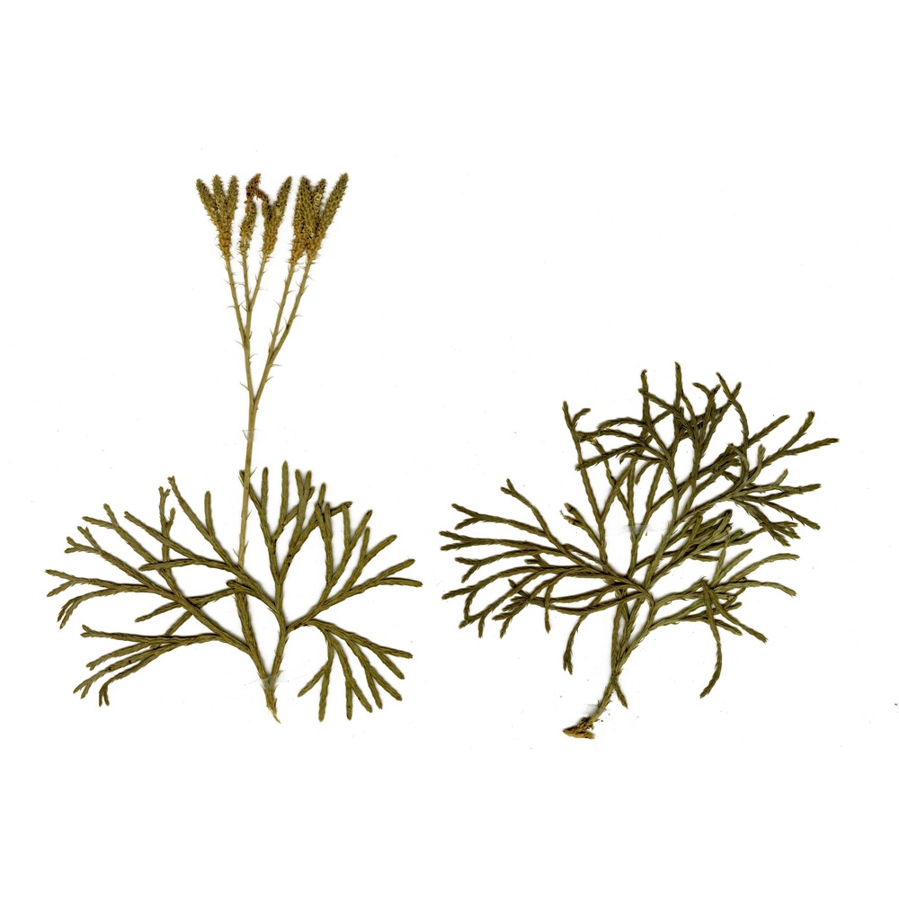 diphasiastrum tristachyum (pursh) holub