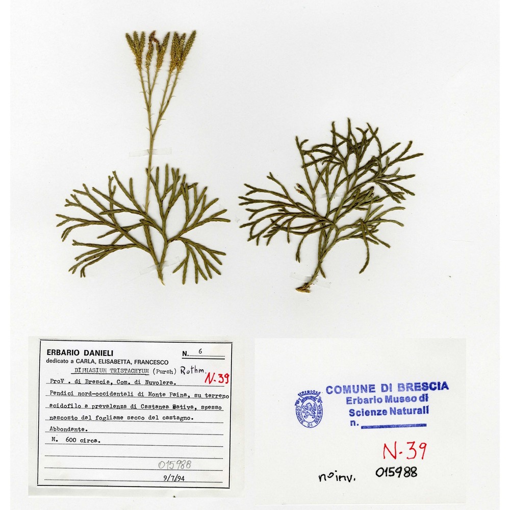 diphasiastrum tristachyum (pursh) holub