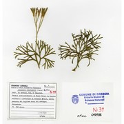diphasiastrum tristachyum (pursh) holub